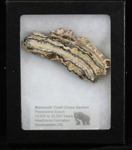 Mammoth Molar Slice - South Carolina #40101